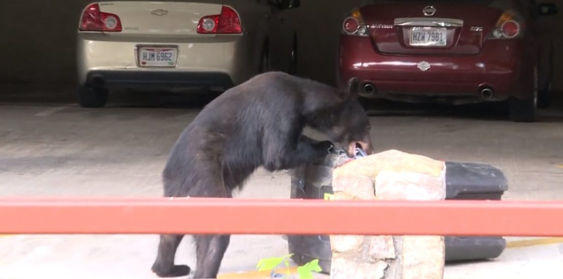 Gatlinburg residents, business owners see uptick in bear activity